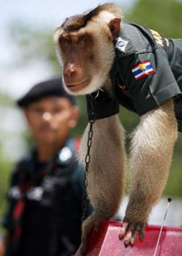 Santisuk (peace in Thai language), a five-year-old pig-tailed macaque monkey, wears a police shirt as he rides atop a patrolling vehicle in Saiburi district in Yala province in southern Thailand April 1, 2010. 