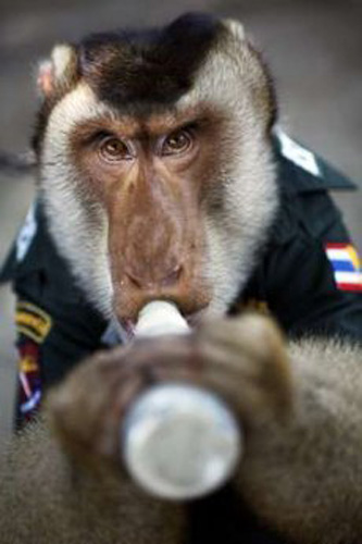 Santisuk (&apos;peace&apos; in Thai language), a five year old pig-tailed macaque monkey, wears a police shirt as he drinks from a bottle in Saiburi district in Yala province, in southern Thailand, April 1, 2010. [Xinhua/Reuters]