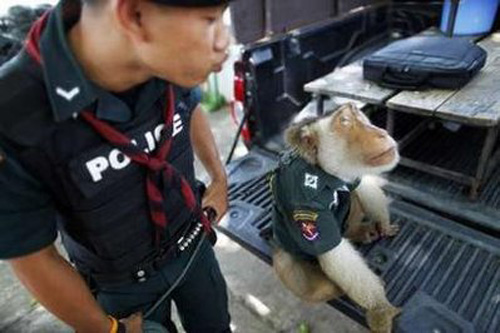 Santisuk (&apos;peace&apos; in Thai language), a five year old pig-tailed macaque monkey, wears a police shirt as he sits at the back of a patrolling vehicle in Saiburi district in Yala province in southern Thailand April 1, 2010. [Xinhua/Reuters]