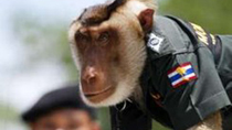 Hi, Mr. Policemonkey!