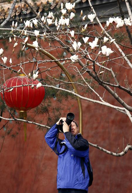 A man takes photographs of a blossoming tree near Beijing's Tiananmen Square April 5, 2010. Spring officially started on March 1, but temperatures in the Chinese capital have been below average for this time of year. [Agencies] 