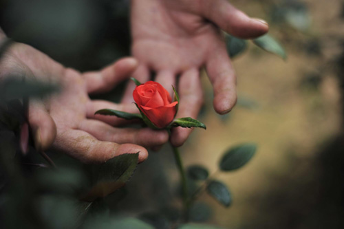 A worker holds a dying rose in Southwest China's Yunnan province, on April 6, 2010. [Photo/Xinhua]