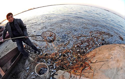 A farmer scoops out dead fish from the bank of a reservoir in Shenyang, capital of Northeast China's Liaoning province, April 6, 2010. With a storage capacity of more than 40 million cubic meters, the Tuanjie reservoir in the suburban area of the city was found to be heavily polluted and claimed the lives of numerous fish after the ice melted. [Photo: Xinhua]