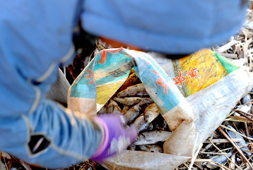 A farmer picks up dead fish at the bank of a reservoir in Shenyang, capital of Northeast China's Liaoning province, April 6, 2010. [Photo: Xinhua] 