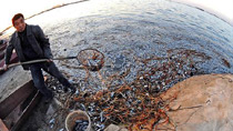 Mass dead fish found in reservoir