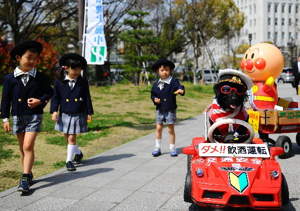 A little dog is seen in a spring traffic safety promotion in Osaka, Japan, April 6, 2010. [Xinhua]