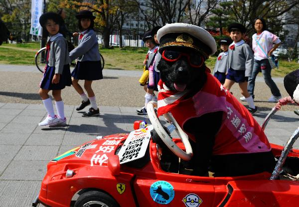 A little dog is seen in a spring traffic safety promotion in Osaka, Japan, April 6, 2010. [Xinhua]