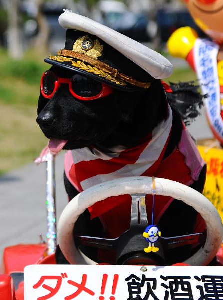 A little dog is seen in a spring traffic safety promotion in Osaka, Japan, April 6, 2010. [Xinhua]