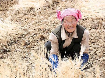 Farmer Shao Xiaopei pulls up withered barley in preparation for planting corn in Luliang county, Yunnan province. The county has been hit hard by the worst drought in 100 years, with 147,000 people and 72,000 livestock battling a water shortage. [Xinhua]