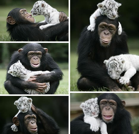 Chimpanzee Anjana breastfed twin tigers Mitra and Shiva. [huanqiu.com]