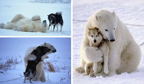 A 1,200-pound polar bear plays with a sled dog. [Huanqiu.com] 