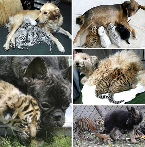 Isabella is the foster mother of the three tigers at the Paomaling Wild Animal World in Ji'nan, east China's Shandong Province. [Huanqiu.com] 