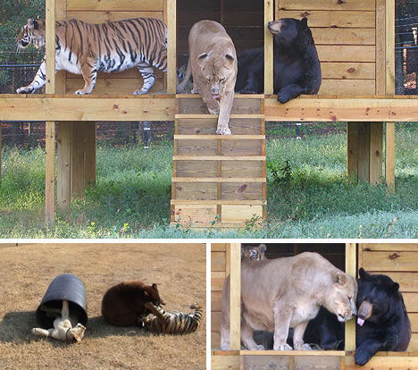 A tiger, a lion and a bear have been living together in Noah's Ark Animal Rescue Center in Georgia of the Untied States since they were two months old. Eight years later, they are like brothers. [Huanqiu.com]