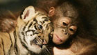 Incredible love, friendship among animals