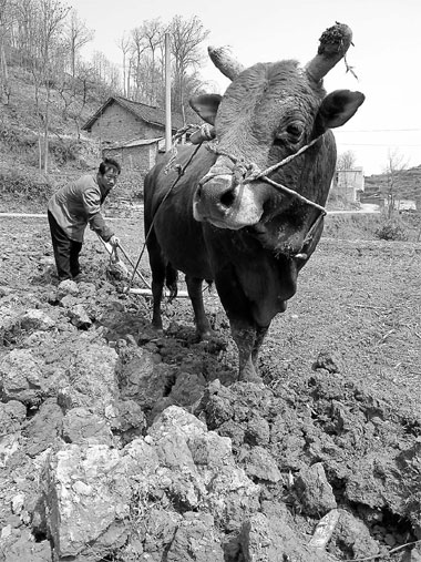Lu Guangfu, a 41-year-old villager in Yizhai, Guizhou province, attempts to till his land after a recent shower. The ox refused to move after a few steps.[WANG HUAZHONG / CHINA DAILY PHOTOS]