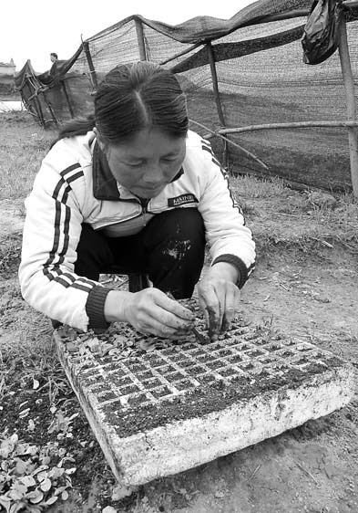 Ye Qinghong, 42, a farmer in Guizhou, tries to replant her tobacco seedlings. She said that if they do not grow she will have to consider finding a job in a factory in East China. [China Daily]