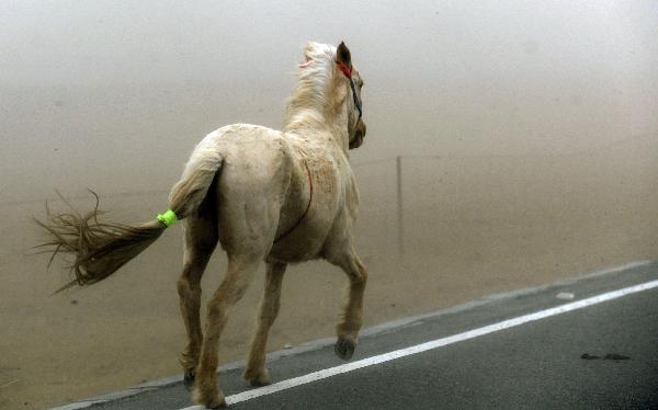 A horse runs in the sandstorm beside Qinghai Lake in northwest China's Qinghai Province, April 9, 2010. A sandstorm hit Qinghai on Friday. [Hou Deqiang/Xinhua]
