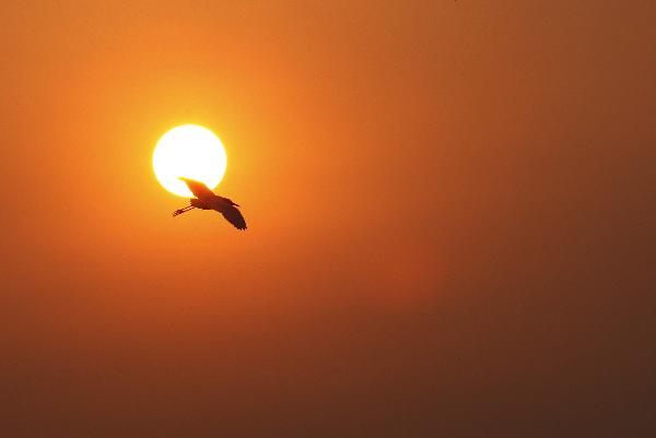 An egret flies at sunset over Hongsha Village of Fangchenggang city, southwest China's Guangxi Zhuang Autonomous Region, April 8, 2010. [Ma Zhenyu/Xinhua]