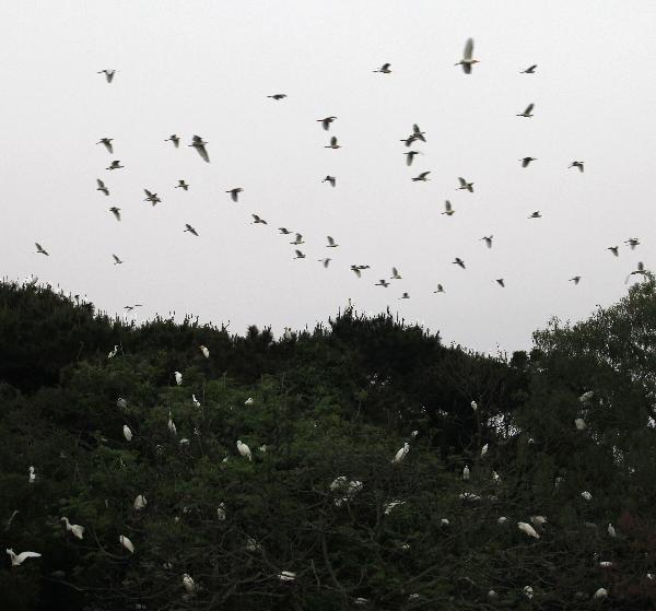 Egrets fly over Hongsha Village of Fangchenggang city, southwest China's Guangxi Zhuang Autonomous Region, April 8, 2010. [Ma Zhenyu/Xinhua]