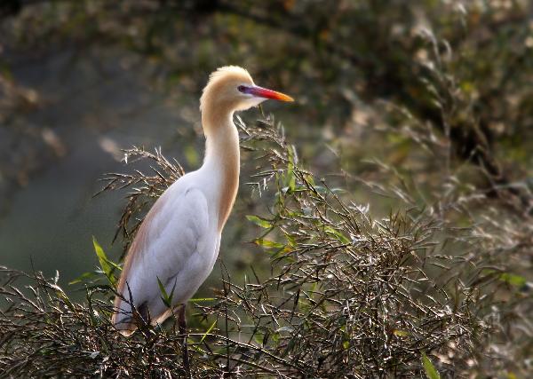 A young egret rests at Hongsha Village of Fangchenggang city, southwest China's Guangxi Zhuang Autonomous Region, April 8, 2010. [Ma Zhenyu/Xinhua]