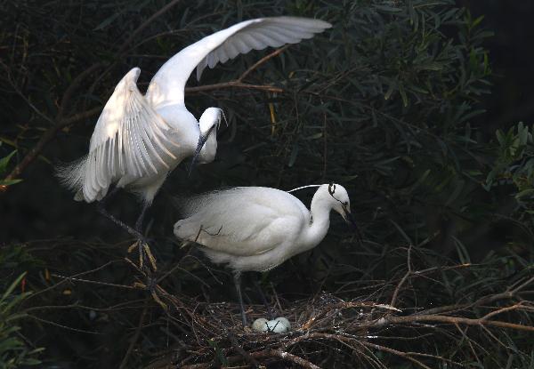 A couple of egrets incubate their eggs at a nest in Hongsha Village of Fangchenggang city, southwest China's Guangxi Zhuang Autonomous Region, April 8, 2010. [Ma Zhenyu/Xinhua]