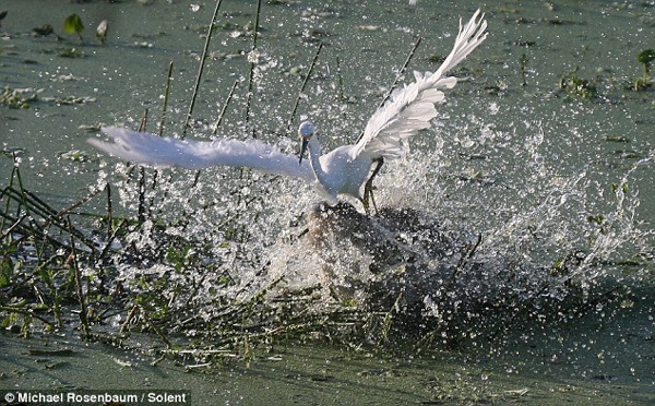 The egret desperately tries to escape the alligator&apos;s jaws of death. [China Daily/Agencies]