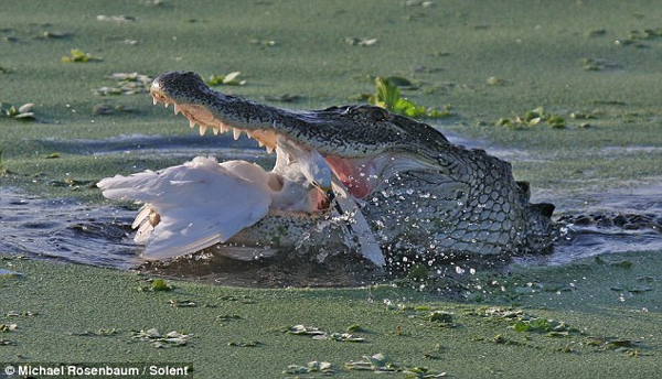 The attack took place at a wetlands in Florida . [China Daily/Agencies]