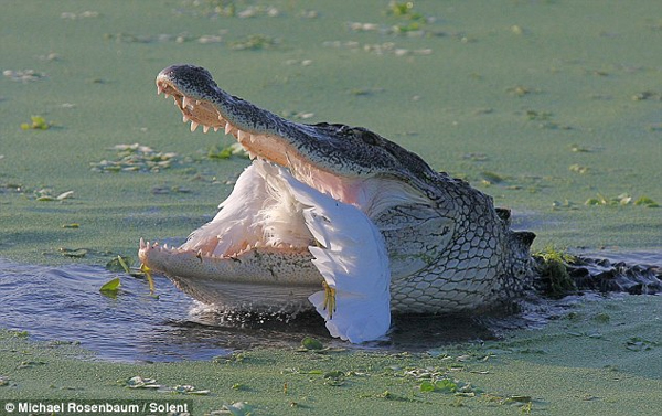 The dead egret lies limp as the alligator prepares to devour it. [China Daily/Agencies]