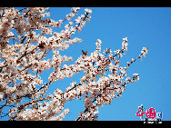 Yuyuantan Park is located on the southern end of Sanlihe Road, with its main gate directly opposite the Southern Road of the Altar of the Moon (Yuetan Nanjie). It's cherry blossom time and that means a festival. Early April in Yuyuantan Park, cherry trees have become the stars in the spotlight. [Photo by Jia Liang]