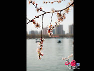 Yuyuantan Park is located on the southern end of Sanlihe Road, with its main gate directly opposite the Southern Road of the Altar of the Moon (Yuetan Nanjie). It's cherry blossom time and that means a festival. Early April in Yuyuantan Park, cherry trees have become the stars in the spotlight. [Photo by Jia Liang]