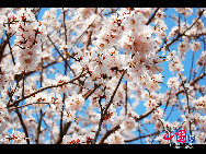 Yuyuantan Park is located on the southern end of Sanlihe Road, with its main gate directly opposite the Southern Road of the Altar of the Moon (Yuetan Nanjie). It's cherry blossom time and that means a festival. Early April in Yuyuantan Park, cherry trees have become the stars in the spotlight. [Photo by Jia Liang]