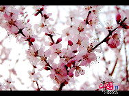 Yuyuantan Park is located on the southern end of Sanlihe Road, with its main gate directly opposite the Southern Road of the Altar of the Moon (Yuetan Nanjie). It's cherry blossom time and that means a festival. Early April in Yuyuantan Park, cherry trees have become the stars in the spotlight. [Photo by Jia Liang]