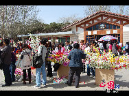 Yuyuantan Park is located on the southern end of Sanlihe Road, with its main gate directly opposite the Southern Road of the Altar of the Moon (Yuetan Nanjie). It's cherry blossom time and that means a festival. Early April in Yuyuantan Park, cherry trees have become the stars in the spotlight. [Photo by Jia Liang]