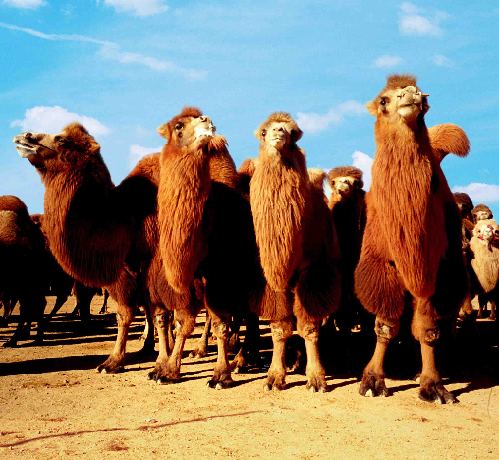 Bactrian camels.[File photo]