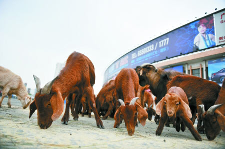 In a bizarre protest over land rights, zookeepers have moved 30 Beiras from a zoo to a cycling field in Zhengzhou, Henan Province on April 12, 2010, dramatizing the zoo&apos;s request for return of green land equal to about five football fields. Protesters had moved two caged tigers, a lion and 10 emus from the zoo on April 11, 2010. [enorth.com.cn]