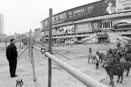 In a bizarre protest over land rights, zookeepers have moved 30 Beiras from a zoo to a cycling field in Zhengzhou, Henan Province on April 12, 2010, dramatizing the zoo&apos;s request for return of green land equal to about five football fields. Protesters had moved two caged tigers, a lion and 10 emus from the zoo on April 11, 2010. [enorth.com.cn]