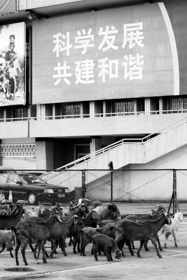 In a bizarre protest over land rights, zookeepers have moved 30 Beiras from a zoo to a cycling field in Zhengzhou, Henan Province on April 12, 2010, dramatizing the zoo&apos;s request for return of green land equal to about five football fields. Protesters had moved two caged tigers, a lion and 10 emus from the zoo on April 11, 2010. [enorth.com.cn]