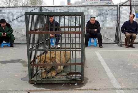 Zoo workers stage a sit-in with animals including two lions on April 11, 2010 at a cycling field after efforts to reach a deal on land use failed.[Global Times via Agencies]