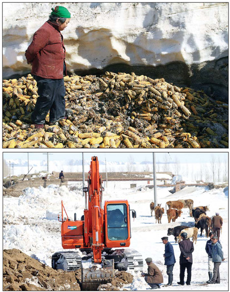 Wu Xiuli, who is in her 60s, walks through what is left of her grain supplies in Ahebiedou village, Tuoli county. Her storage shed was destroyed by floods, leaving her corn to go rotten in muddy water. Above bottom: Residents in Wuxuete village watch as a digger clears snow and makes trenches in preparation for the coming floods.