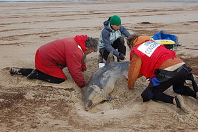 Wildlife officers are trying to stabilise the survivors and return them to the water.