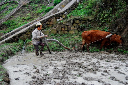 A peasant plows his farmland after welcome rains in Huangping county in drought-plagued Guizhou province on April 13.[Photo/Xinhua]