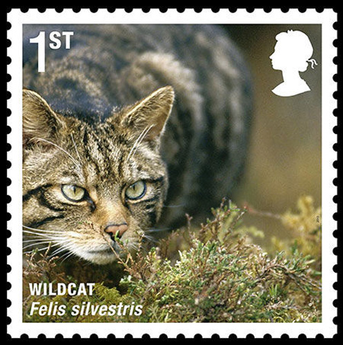 Wildcat [sci.163.com]