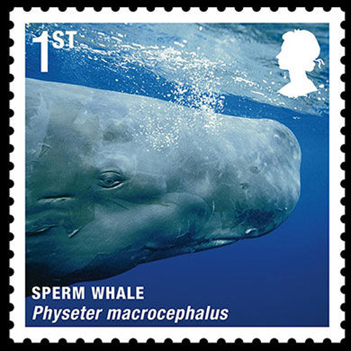 Sperm whale[sci.163.com]