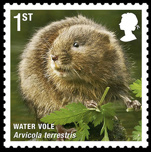 Water vole [sci.163.com]