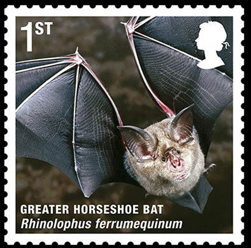 Greater horsehoe bat [sci.163.com]