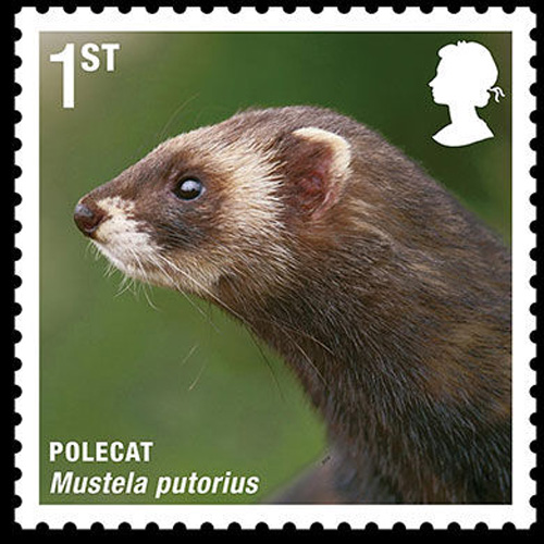 Polecat [sci.163.com]