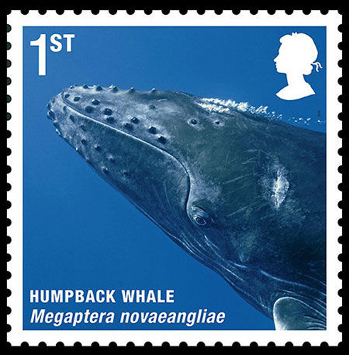 Humpback whale [sci.163.com]