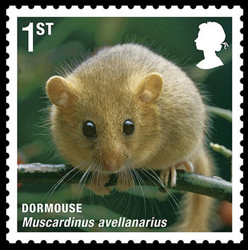 Dormouse [sci.163.com]