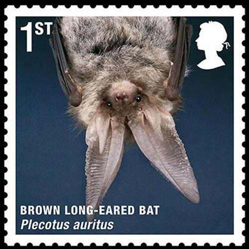 Brown long-eared bat [sci.163.com]