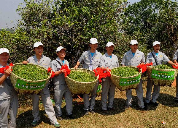 Spring tea leaves of ancient trees to be served during Expo